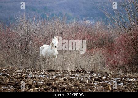 Cavallo bianco pascolo su campo arato su sfondo foresta di montagna. Pittoresco paesaggio rurale all'inizio della primavera Foto Stock