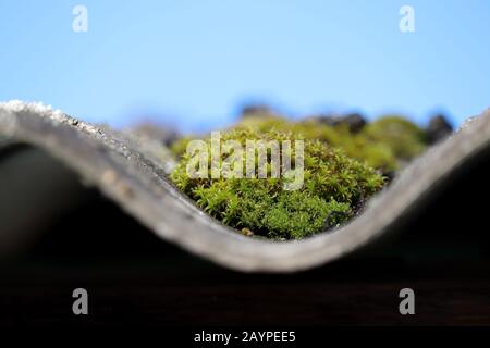 Il muschio verde si sviluppa su vecchio tetto di ardesia contro un cielo blu, concetto di ecologia e clima primaverile in giornata di sole Foto Stock