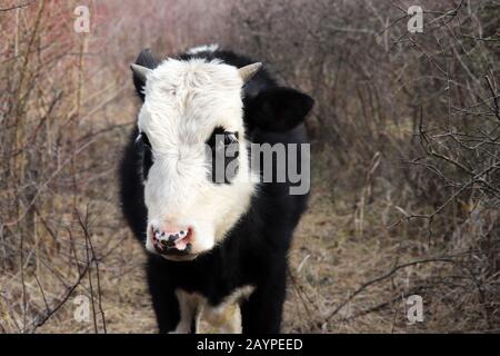 Giovane toro che pascolano su un pascolo nella foresta, primo piano di testa bianco-nera come un panda Foto Stock