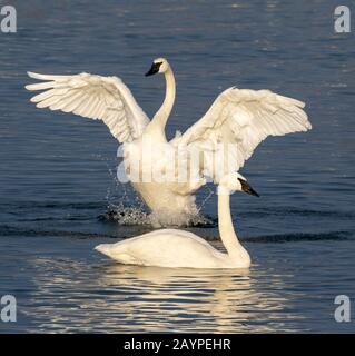 Un paio di trombettisti cigni (Cygnus buccinator) in un lago, Iowa, Stati Uniti. Foto Stock