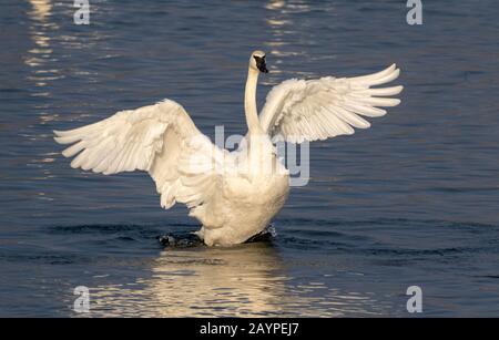 Trombettista cigno (Cygnus buccinator) in un lago, Iowa, Stati Uniti. Foto Stock