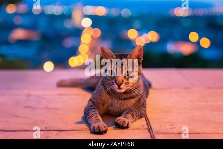 Un gatto a righe carino sulla strada di notte guardando dritto la fotocamera con bella città sfondo bokeh sfondo in Europa Foto Stock