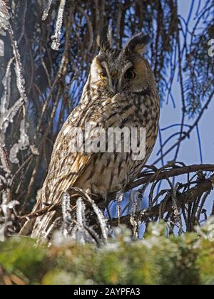 Gufo comune arroccato nella struttura ad albero Foto Stock