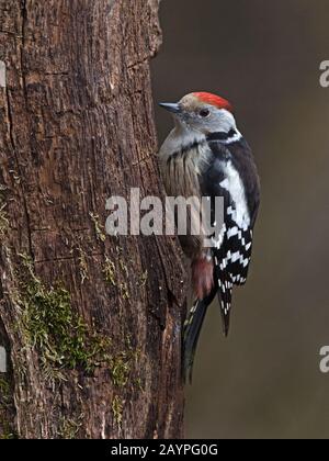 Medio macchie Picchio sul tronco di albero Foto Stock