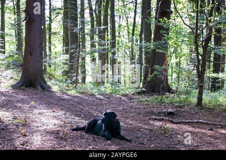 black labrador a piedi nella verde foresta soleggiata Foto Stock