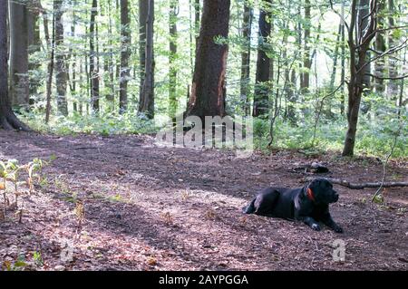 black labrador a piedi nella verde foresta soleggiata Foto Stock