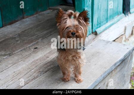 bel cane yorkshire terrier in un cortile privato Foto Stock