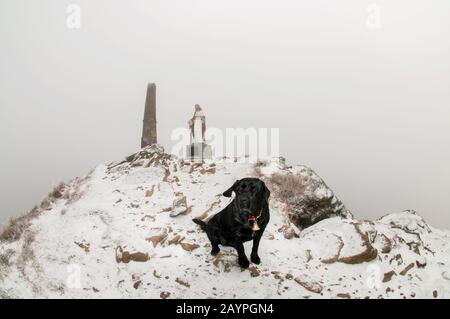Cane Labrador in inverno sulla cima della montagna Foto Stock
