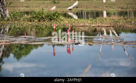 Vista panoramica del lago con ninfee intorno a Neak Poan che è un'isola artificiale con un tempio buddista su un'isola circolare Foto Stock