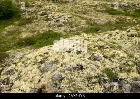 Lichen renne (Cladonia rangiferina) coprire il terreno a Hofdi al Lago Myvatn nel nord-est dell'Islanda. Foto Stock