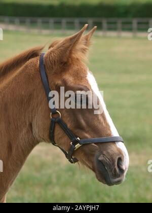 Un colpo di testa di un purosangue che indossa un colletto con testa in pelle. Foto Stock