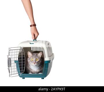 La mano del proprietario che tiene il gatto adottato in una gabbia portante che è trasportata, isolata su sfondo bianco Foto Stock