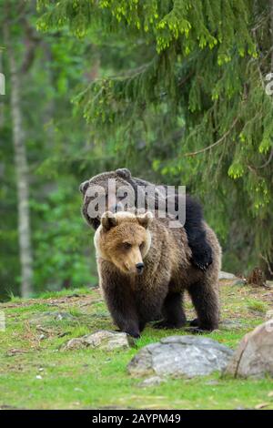 Accoppiamento degli orsi bruni eurasiatici (Ursus arctos arctos) Foto Stock