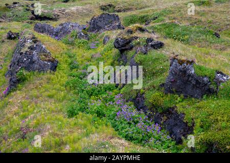 Legno Cranesbill (Geranium sylvaticum) fioritura in un vecchio campo di lava sovracresciuto con la vegetazione in Budir sulla penisola di Snaefellsnes nell'islam occidentale Foto Stock