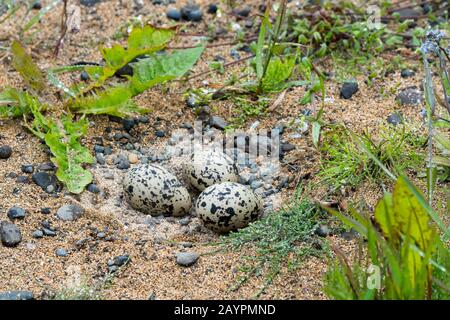 Un ostercatcher eurasiatico (Haematopus ostralegus) nido con uova mimetizzate a Langaholt, sulla penisola di Snaefellsnes nell'Islanda occidentale. Foto Stock