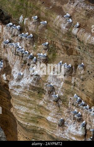 Gattie con zampe nere (Rissa tridactyla) che nidificano in una scogliera a Londrangar (Parco Nazionale di Snaefellsjokull), sulla penisola di Snaefellsnes, nella parte occidentale Foto Stock