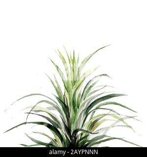 Stampa estate giungla esotica pianta foglie di palma tropicale. Motivo, floreale senza cuciture sul bianco nero geometrico Foto Stock