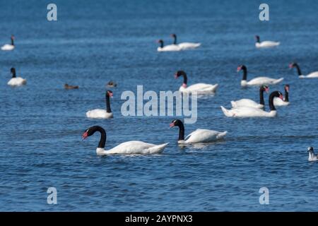 Cigni a collo nero (Cygnus melancoryphus) in una baia a Chacao sull'isola di Chiloe, Cile. Foto Stock