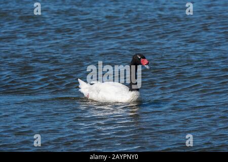 Un cigno a collo nero (Cygnus melancoryphus) in una baia a Chacao sull'isola di Chiloe, Cile. Foto Stock