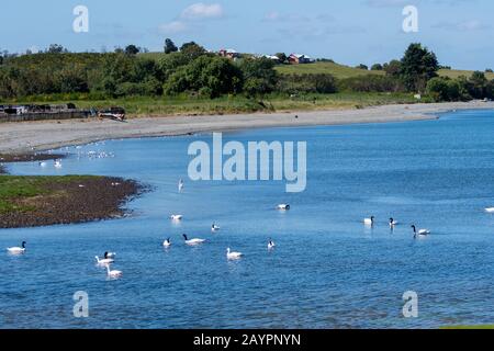 Cigni a collo nero (Cygnus melancoryphus) e cigni di Costeroba (Coseroba cocoroba) in una baia a Chacao sull'isola di Chiloe, Cile. Foto Stock