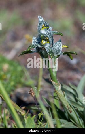 Orchidee di porcellana (Chloraea magellanica) nel Parco Nazionale Torres del Paine nel Cile meridionale. Foto Stock