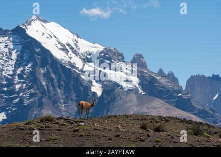 Un maschio guanaco (lama guanicoe) sta sorvegliando il suo territorio nel Parco Nazionale Torres del Paine nel Cile meridionale. Foto Stock