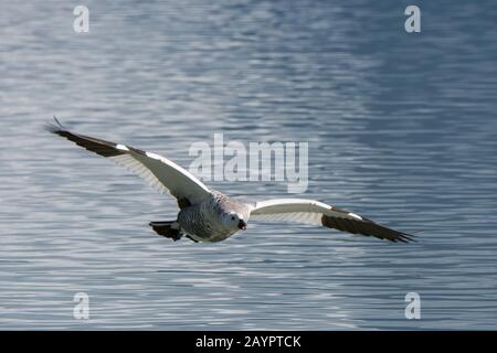 Una oca Upland maschile o Magellan Goose (Chloepaga pitta) in volo nel Parco Nazionale Torres del Paine nel Cile meridionale. Foto Stock