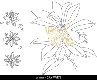 Disegno Della Linea Vettoriale Aniseed Della Stella Bella. Illicium Anisatum Illustrazione Vettoriale