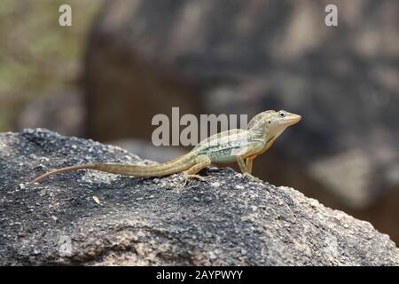 Anolis lineatus o anole lizard a strisce su una roccia, Aruba, Caraibi. Foto Stock