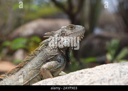 Iguana verde seduto su una roccia in campagna, Aruba, dei Caraibi. Foto Stock