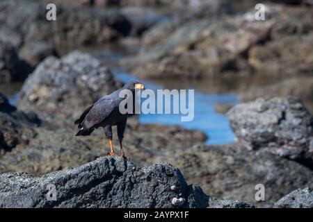 Un falco nero comune (Buteogallus antracinus) arroccato sulle rocce laviche a Playa San Josecito sulla penisola di Osa sulla costa pacifica del Costa Rica. Foto Stock