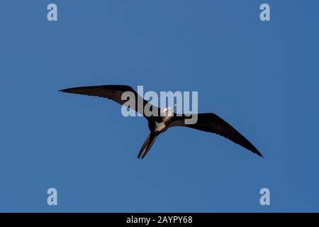 Una femmina Magnificente fregate uccello (Fregata magnificens) sta volando sopra la loro zona di nidificazione sull'isola di Iguana a Panama. Foto Stock