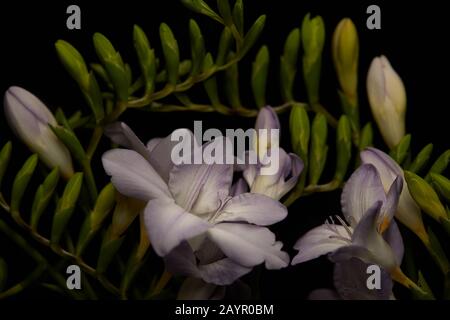 Fiori lilla di freesia con boccioli isolati su nero Foto Stock