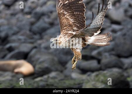 Un giovane falco delle Galapagos (Buteo galapagoensis) dopo essere stato decollare da una roccia dell'isola di Santa Fe (Barrington Island) nella Galapagos National Foto Stock