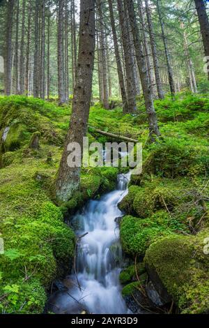 Norvegia abete (Picea abies), torrente in un terreno forestale coperto da muschio, Germania Foto Stock