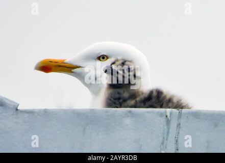 Gabbiano di aringa (Larus argentatus), con pulcino, Norvegia, Troms Foto Stock