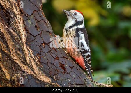 Picchio medio macchiato (Picoides medius, Dendrocopos medius), si trova su un tronco d'albero, Germania Foto Stock