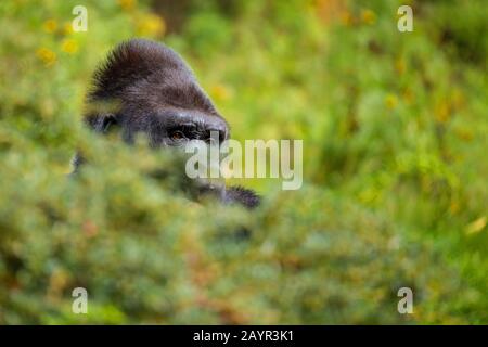 Gorilla di pianura (Gorilla gorilla gorilla), seduta nella macerie, ritratto Foto Stock