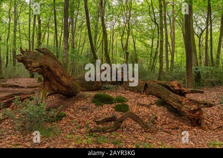 Quercia (Quercus spec.), legno morto di querce nella riserva naturale di hasbruch, Germania, Brema, NSG Hasbruch Foto Stock