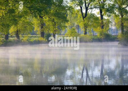 Pioppo Canadese (Populus x canadensis), zona umida di Vosselare in primavera, Belgio, Fiandre Orientali, Vosselare, Ooidonk Foto Stock