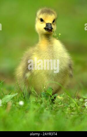 Oca canadese (Branta canadensis), gosling di un'oca canadese, Germania Foto Stock