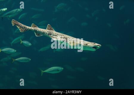 Grande dogfish macchiato, il cane infermiera, il nursehound, gli huss del toro (Sciliorhinus stellaris), vista laterale Foto Stock