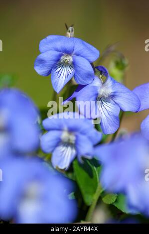 Comune di violetta, comune dog-violetto (viola riviniana), fiori, Germania Foto Stock