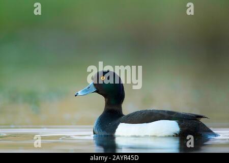 Anatra tufted (Aythya fuligula), drake nuoto sull'acqua, vista laterale, Belgio, Fiandre Orientali Foto Stock