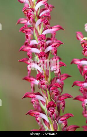 Bug Orchidea (Orchidea coriophora, anacamptis coriophora), fiori, Montenegro, Ulcinj Foto Stock