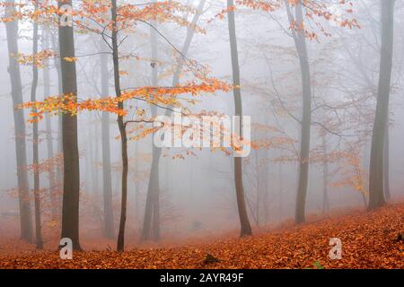 Faggio comune (Fagus sylvatica), Muziekbos al mattino nebbia, Belgio, Fiandre Orientali, Ardenne, Louise-Marie Foto Stock