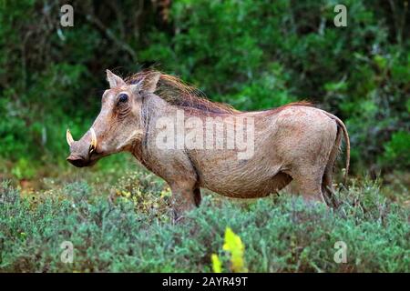 Warthog comune, savana warthog (Phacochoerus africanus), maschio, Sud Africa Foto Stock
