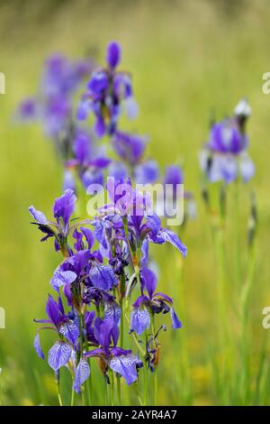 Iris siberiano siberiano bandiera (Iris sibirica), che fiorisce in un prato, in Germania, in Baviera Foto Stock