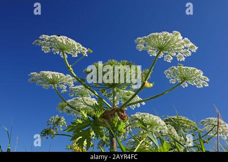 Hogweed gigante (Heracleum mantegazzianum), infiorescenza, Paesi Bassi, Frisia Foto Stock