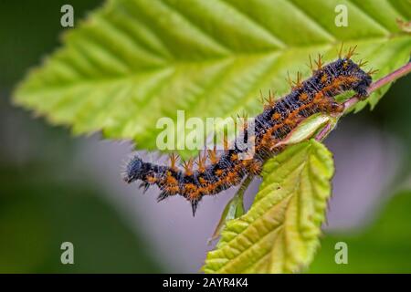 Grande tortoiseshell, ricatto tortoiseshell (Nymphalis policloros, Vanessa policloros), adulto caterpillar, Germania, Baviera, Niederbayern, Bassa Baviera Foto Stock